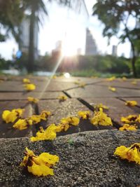 Close-up of yellow flowering plant on road