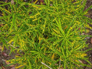 High angle view of pine tree