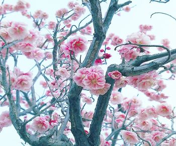 Close-up of pink cherry blossoms in spring