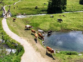 High angle view of cows in a field