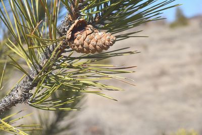 Close-up of leaves