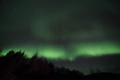 Low angle view of aurora borealis over trees at night