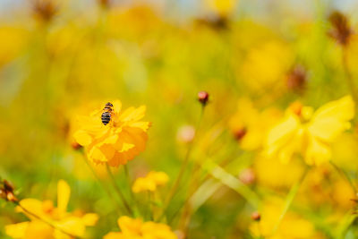 Canola field at