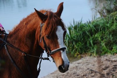 Close-up of horse standing against sky