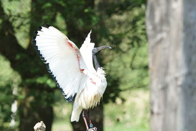 Bird flying over a tree