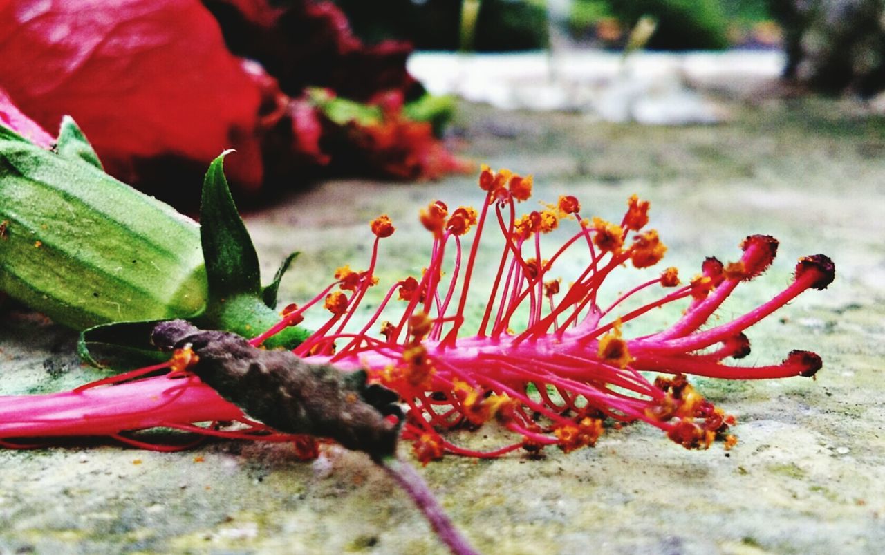 CLOSE-UP OF RED ROSE FLOWER