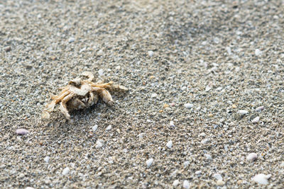 Close-up of spider on beach