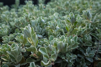 High angle view of plants growing on field