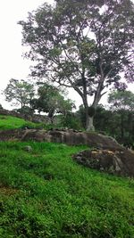 Trees on grassy field