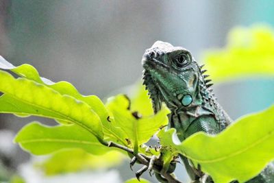 Close-up of lizard on leaf