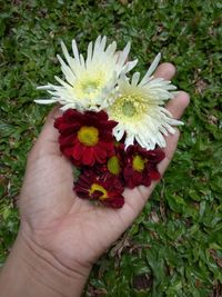 Close-up of hand holding flower