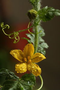 Close-up of flower plant