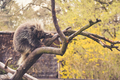 Monkey on tree branch