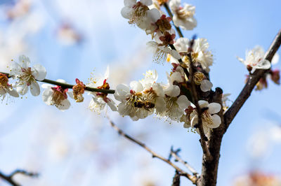 Low angle view of cherry blossoms in spring