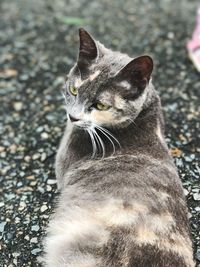 Close-up portrait of cat