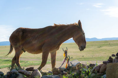 Horse on field against sky