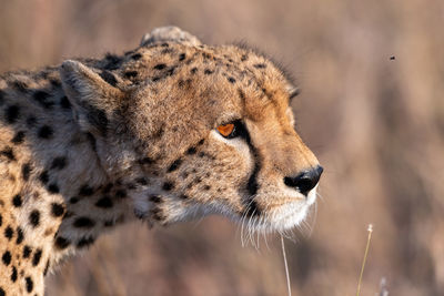 Close-up of a cat looking away