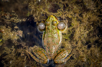 One breeding male pool frog with vocal sacs on mouth in water. pelophylax lessonae. european frog.