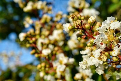 Close-up of white flowers