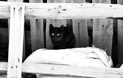 Portrait of cat sitting on wooden fence