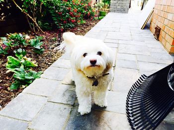 Portrait of white dog