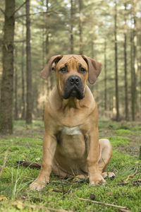 Young south african mastiff dog sitting in a forest on moss with trees in the background