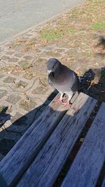 High angle view of pigeon perching on footpath