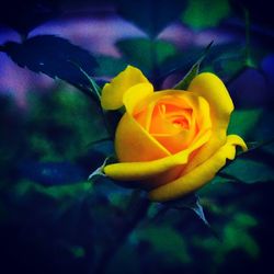 Close-up of yellow flower blooming outdoors