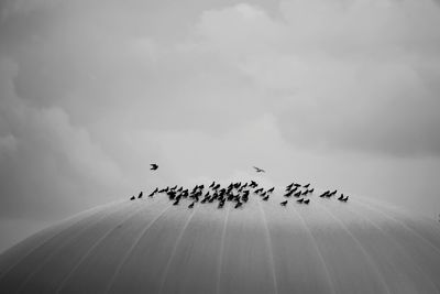 Low angle view of birds flying in sky