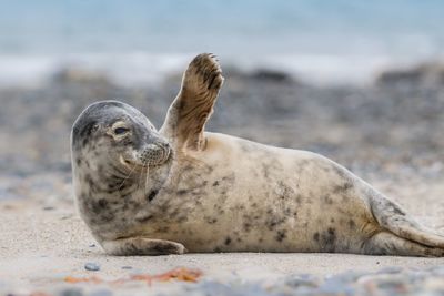 Seal lying on sand at beach