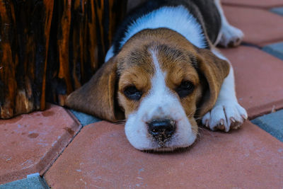 Close-up portrait of dog relaxing outdoors