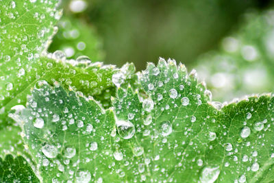 Close-up of plant