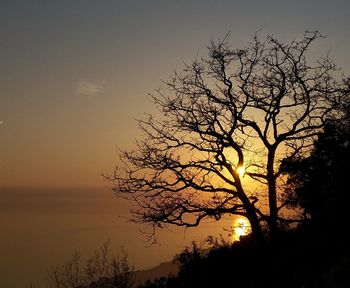 Low angle view of silhouette bare tree against sky during sunset