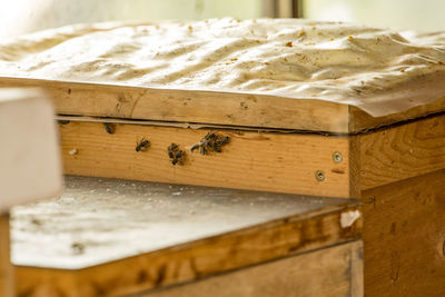 Close-up of insect on wood