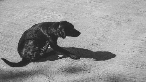 High angle view of stray dog sitting on footpath