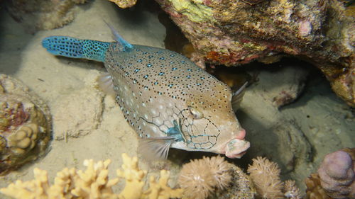 Close-up of fish in sea