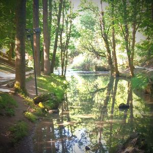 Scenic view of lake amidst trees in forest