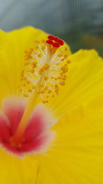 Close-up of yellow flower blooming outdoors