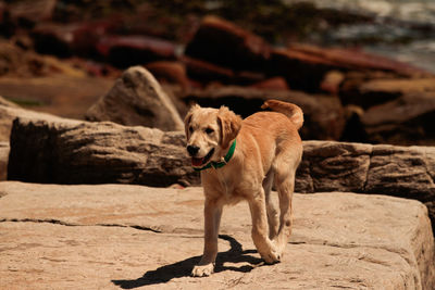 Dog on rock