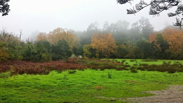 tree, tranquil scene, tranquility, beauty in nature, scenics, growth, landscape, nature, green color, autumn, lush foliage, grass, non-urban scene, idyllic, sky, change, forest, season, field, mountain