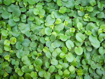 Full frame shot of green leaves