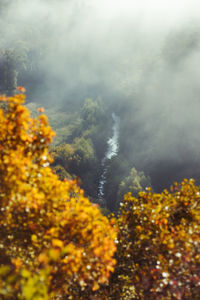 Scenic view of forest against sky