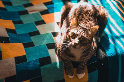 High angle portrait of cat relaxing on bed at home