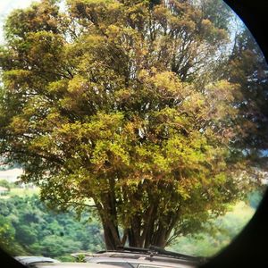 Trees growing in sunlight