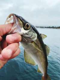 Person holding fish in water