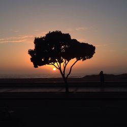 Silhouette of trees at sunset