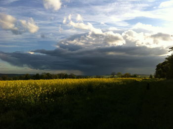 Scenic view of field against sky