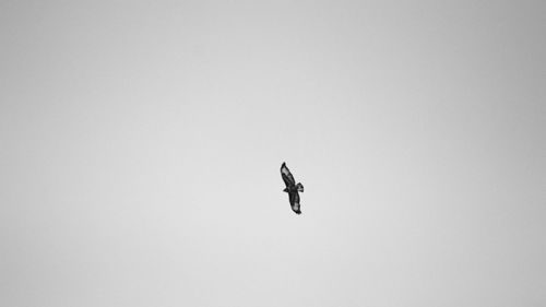 Low angle view of bird flying in sky