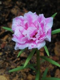 Close-up of pink flowering plant on field