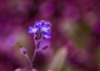 Close-up of purple flowers blooming outdoors